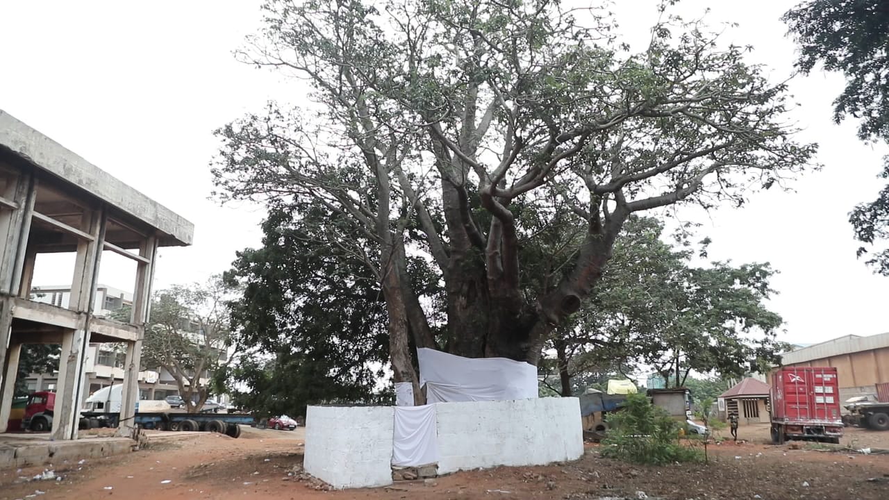 Meridian Tree - Deity, Baobab Tree